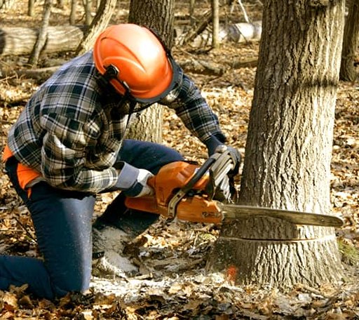 Tree Removal in Roslyn, SD